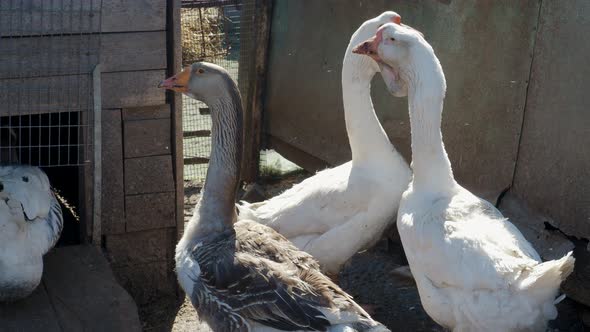 Domestic Geese Graze on a Farm in the Village
