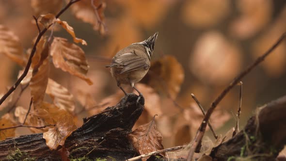 Alert European Crested Tit on perch, brown fall foliage background shallow DOF alt