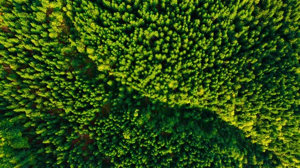 Flying Over Mountain Forest from the National Park in USA. Beautiful Aerial Landscape.  alt