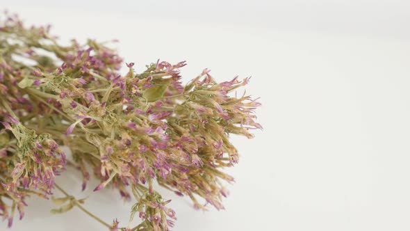 Panning over common European centaury shallow DOF 4K 2160p 30fps UltraHD footage - Centaurium erythr alt