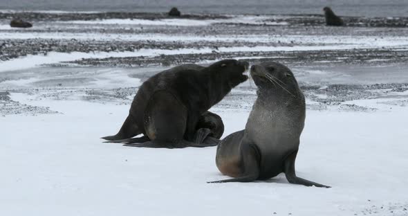 SLO MO MS Fur seals (Arctocephalus gazella) fighting on snow at Deception Island / Antarctic Peninsu