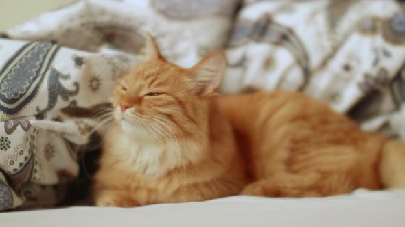 Cute Ginger Cat is Lying in Bed alt