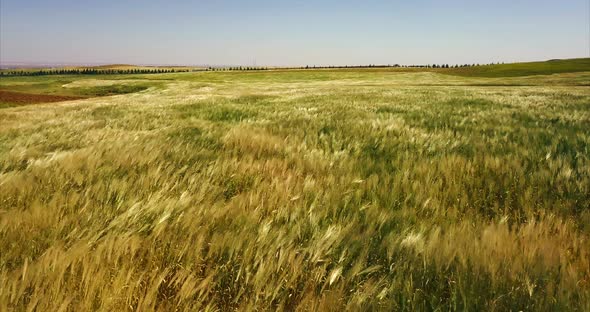 Aerial View Of Field Of Wheat And There Is Wind