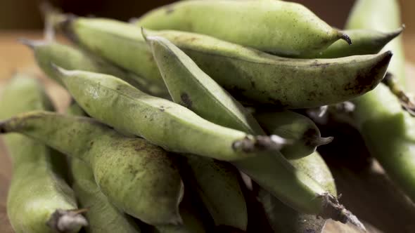 Rotating freshly picked favabeans in the green, peppery pods. alt