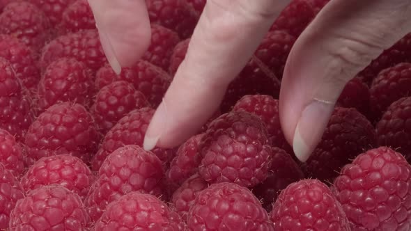 A woman takes a delicious ripe raspberry with her hand. Close-up of a hand and a raspberry.