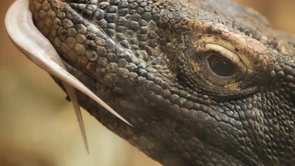 Komodo dragon sticking out its tongue