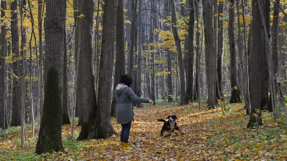 Woman plays with her dog in the autumn forest.