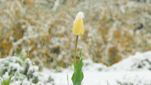 Yellow Flower Bud Is Covered with Snow