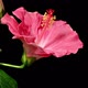 Time Lapse Pink Hibiscus Opening - VideoHive Item for Sale