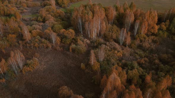 Autumn yellow and green forest in Ural alt