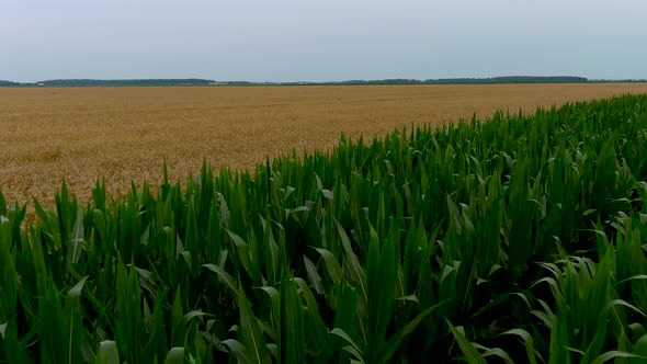 Agricultural industry concept: aerial footage of a corn field.