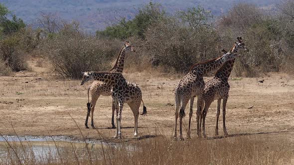 Masai Giraffe, giraffa camelopardalis tippelskirchi, Group at Water Hole, Tsavo Park in Kenya alt