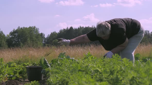 The Old Lady Getting Out the Weeds on the Soil in Estonia