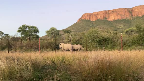 A couple of African white Rhinos seen through the fence in national park of South Africa with a moun alt