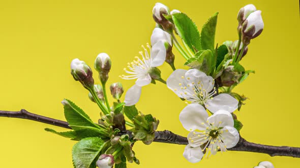 Blossoming Apple-tree Time Lapse on Yellow Background alt