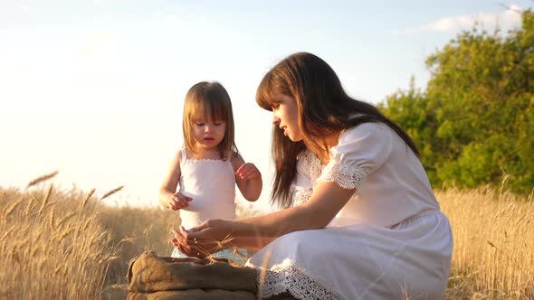 Grain of Wheat in Hands of Child. Mother and Little Child Are Playing with Grain in Bag on a Wheat alt