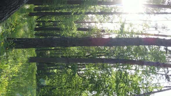 Vertical Video of a Beautiful Green Pine Forest on a Summer Day Slow Motion alt