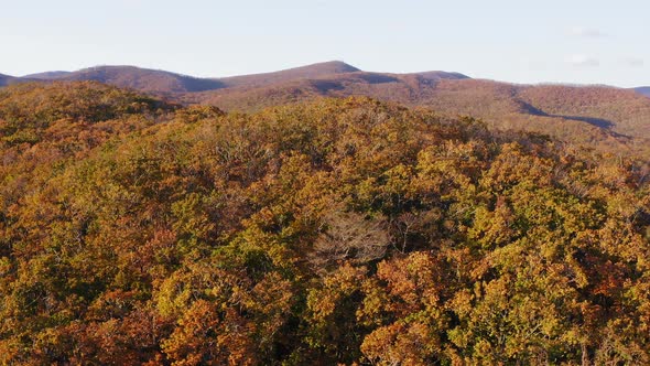 Green Yellow Red Crowns of Trees in Deciduous Forest in Autumn in October alt