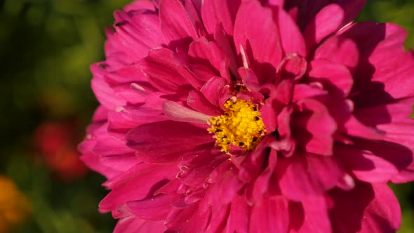 Cosmos bipinnatus Double Cranberry flower  carmine pink color shallow DOF 4K 2160p 30fps UltraHD foo alt