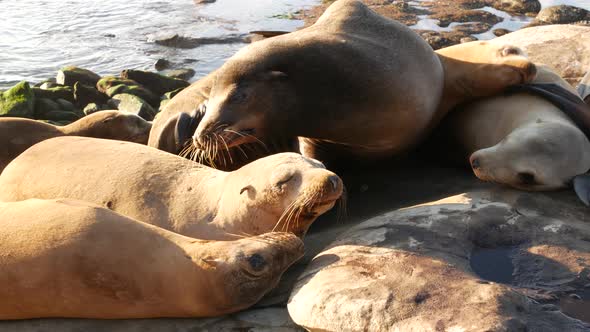 Sea Lions on the Rock in La Jolla. Playful Wild Eared Seals Crawling Near Pacific Ocean on Rock