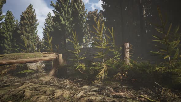 Cone Forest at Foggy Day alt