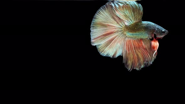 Multi-color Siamese fighting fish