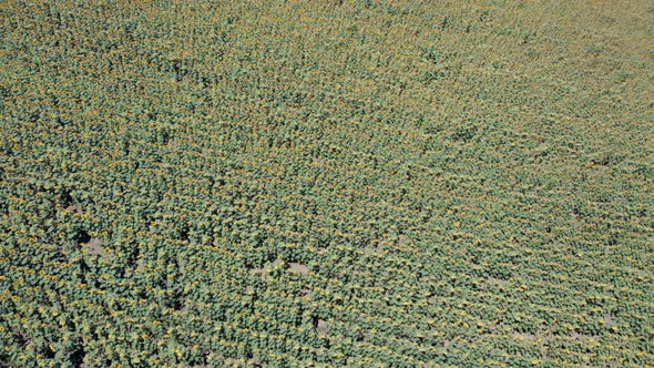 Endless Sunflower Field