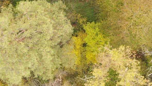 Vertical Video Autumn Forest with Trees in Ukraine Slow Motion alt