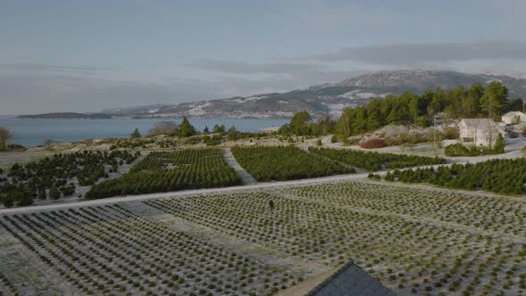 Aerial View Of Vast Fir Plantation With Farmer Working In Fields. Drone Shot alt