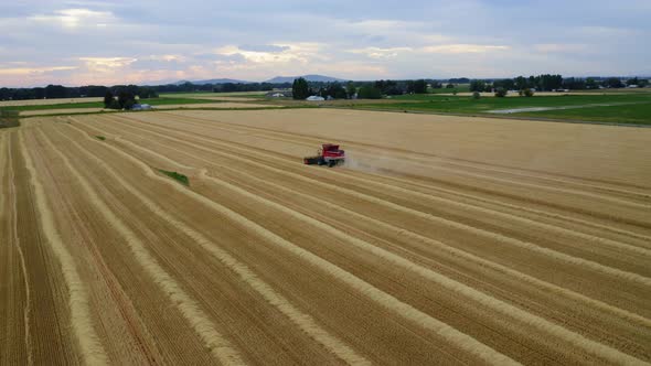 Wheat Fields 