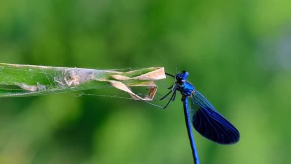 Vertical Video Blue Dragonfly on a Branch in Green Nature By the River Closeup alt