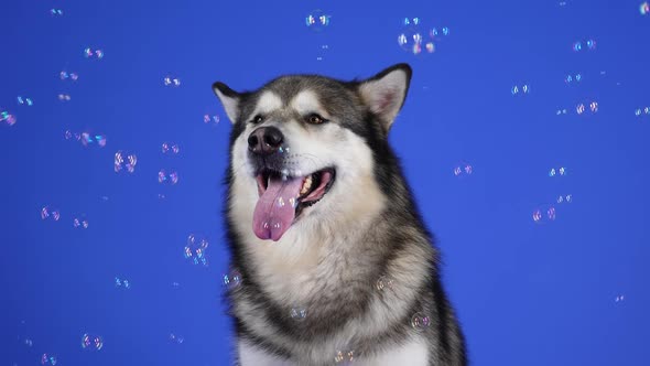 Alaskan Malamute Sits with an Open Mouth in the Studio on a Blue Background alt