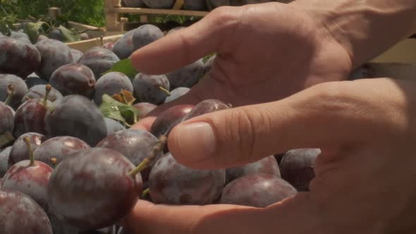 Rippened Plums in a Box Closeup alt