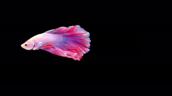 Siamese fighting fish (Betta splendens) alt