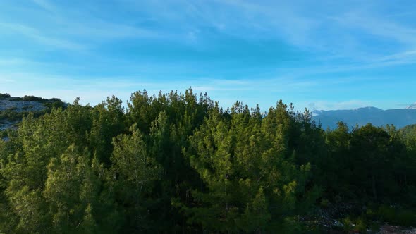 Forest texture aerial view 4 K Turkey Alanya alt