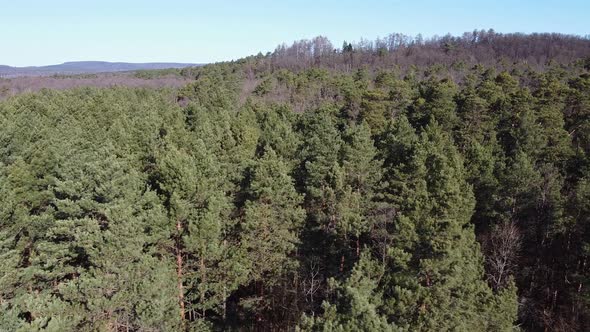 Early in Forest Aerial Top View