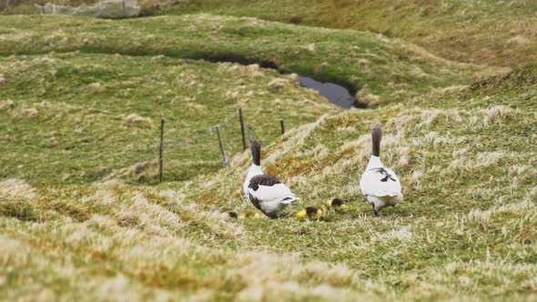 Beautiful Shot of Ducks and Ducklings Walking in Grassy Lands in Slow Motion alt