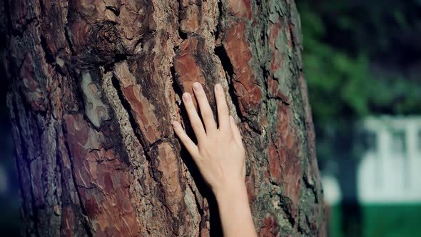 Woman Hand On Tree Bark. Autumn Fall Nature Pine Forest. Girl Gently Touch Tree Bark. alt