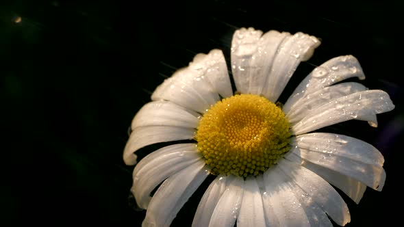 Beautiful Chamomile is Watered on Black Background alt