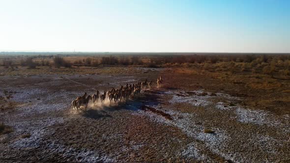 A Herd of Przewalski's Horses Gallops Across the Steppe Filmed From a Drone alt