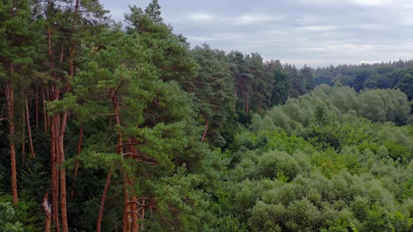 Beautiful green wood in summer alt