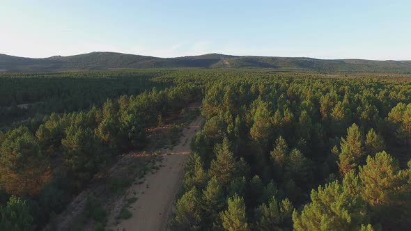Firebreak in the Middle of Pine Tree Forest, Aerial View