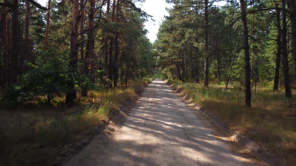 a Road in a Pine Forest