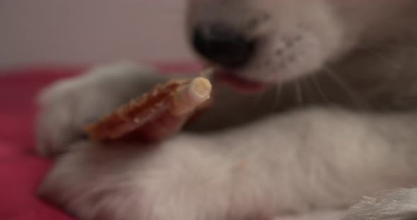 Husky puppy gnaws on treat between paws in bed, close up slow motion alt