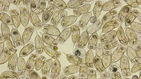 Dead Colony of Plankton Rotifers Rotifera Keratella Cochlearis, Distributed Throughout the World alt