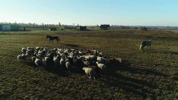 Aerial View of Sheep Flock and Horses Grazing in the Farm Field