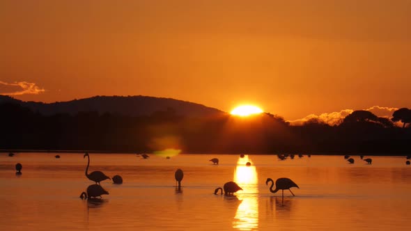 The flamingo in the sunset