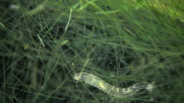 Insecta Midge Larva Chironomidae and Worm Microstomum Lineare in Algae Under a Microscope Order alt