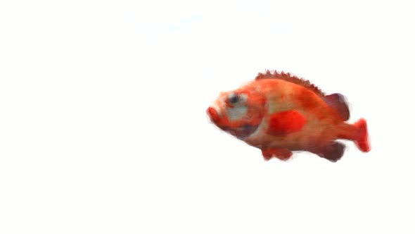 Fish Art Stop Motion