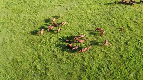 Aerial drone video, flying over a herd of horses. Horses eating grass on a country side hill alt